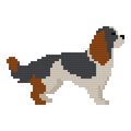 DIY Needlepoint Cavalier King Charles Spaniel |Digital Chart for Painting Your Own Canvas| Easy Needlepoint PDF | Instant Download | 18 Mesh