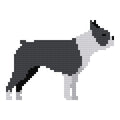 DIY Needlepoint Boston Terrier Dog Pattern | Digital Chart for Painting Your Own Canvas | Easy Needlepoint PDF | Instant Download | 18 Mesh