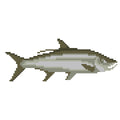 DIY Needlepoint Tarpon Fish Pattern | Digital Chart for Painting Your Own Canvas| Easy Needlepoint PDF | Instant Download | 18 Mesh