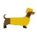 DIY Needlepoint Weiner Dog (Dachshund) in Yellow Jacket | Digital Chart for Painting Your Own Canvas | Easy Needlepoint PDF | Instant Download | 18 Mesh