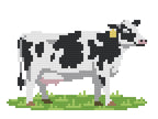 Dairy Cow
