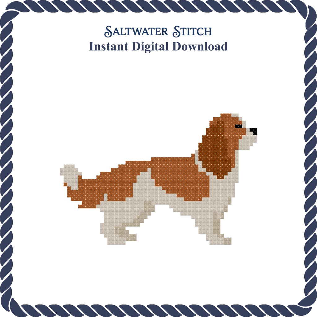 Cavalier King Charles Spaniel