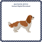 Cavalier King Charles Spaniel