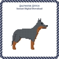 Blue Heeler Dog
