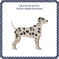 Dalmatian Dog