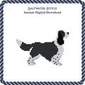 Springer Spaniel (B&W)