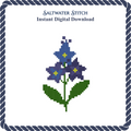 Larkspur