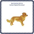 Nova Scotia Duck Tolling Retriever