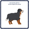 Bernese Mountain Dog