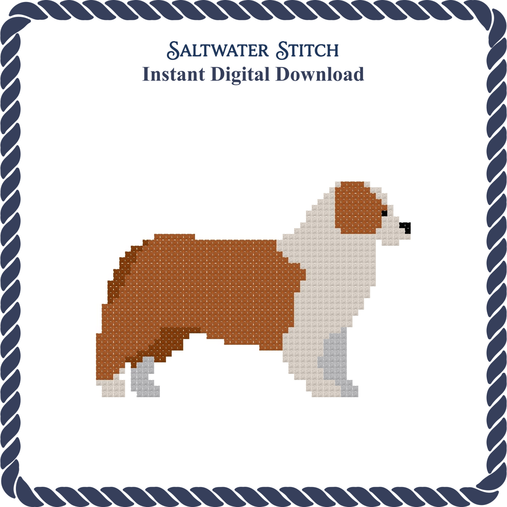 Australian Shepherd