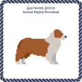 Australian Shepherd