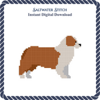 Australian Shepherd