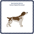 Brittany Spaniel