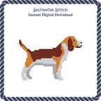Beagle