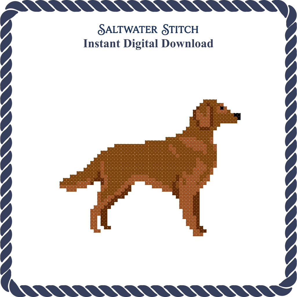 Irish Setter Dog