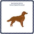 Irish Setter Dog