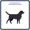 Black Lab Dog