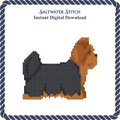 Yorkie