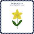 Daffodil
