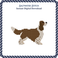 Springer Spaniel