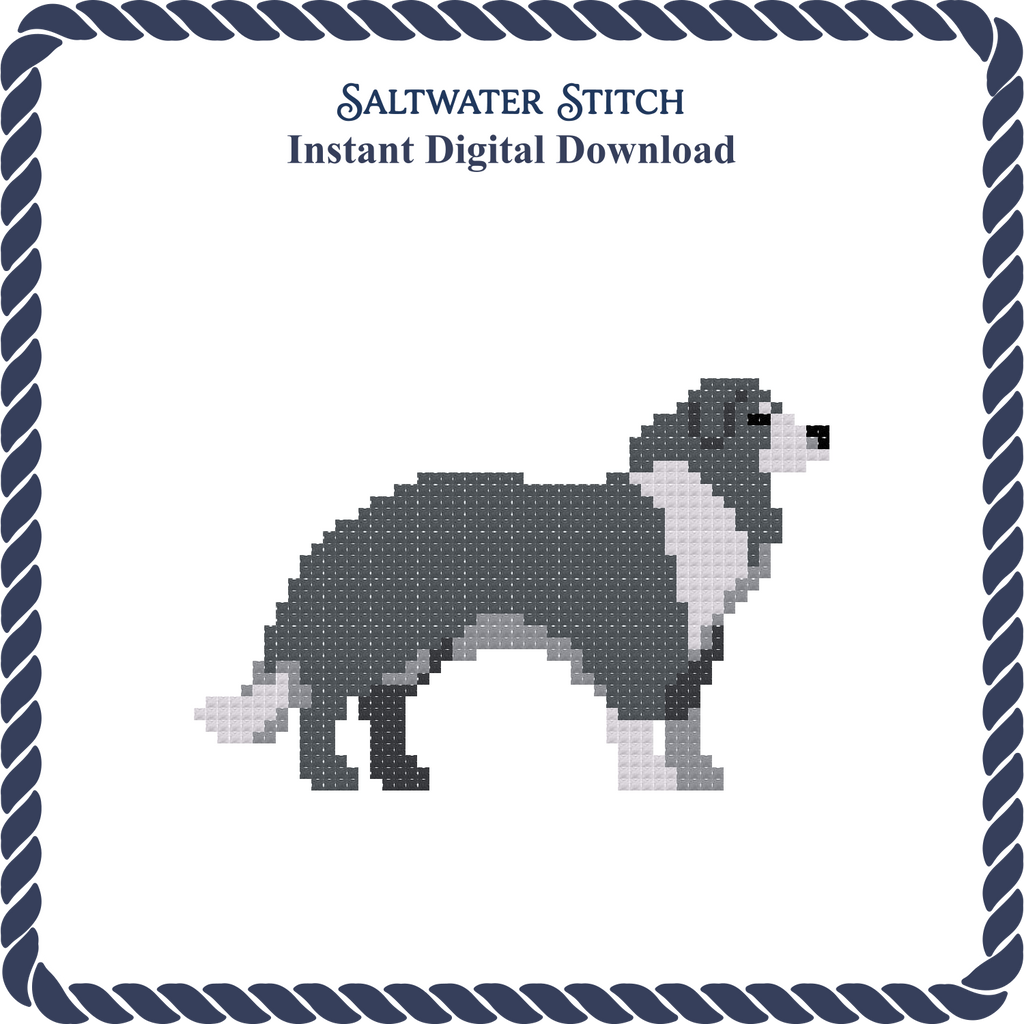 Border Collie Dog