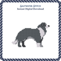 Border Collie Dog