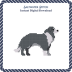 Border Collie Dog
