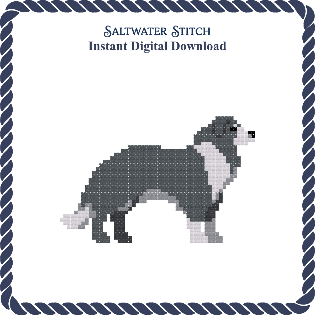 Border Collie Dog