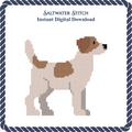 Jack Russell Dog