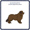 Newfoundland Dog