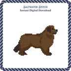 Newfoundland Dog