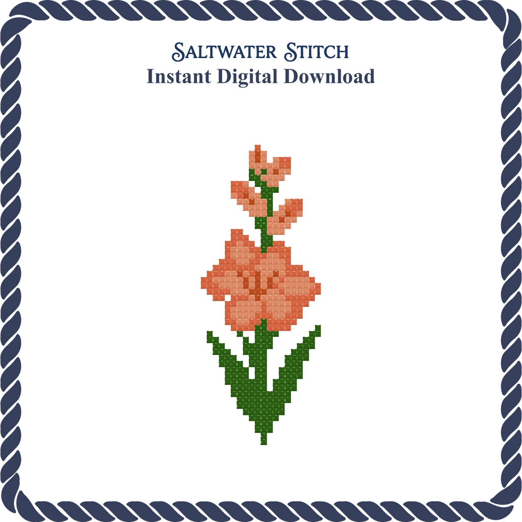 Gladiolus