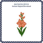Gladiolus