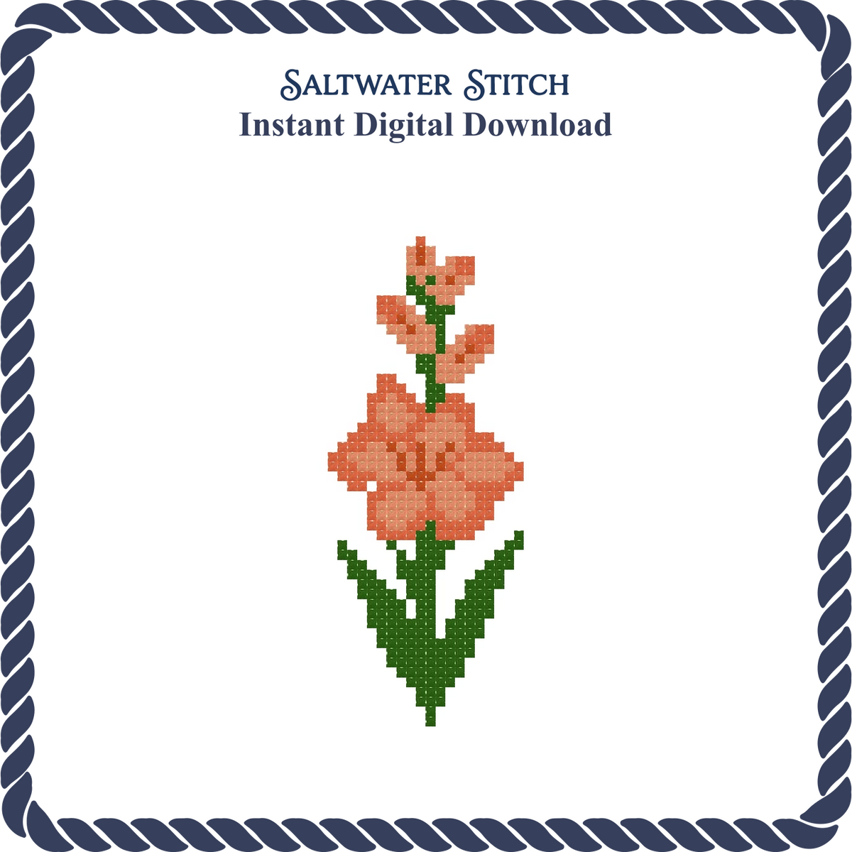 Gladiolus