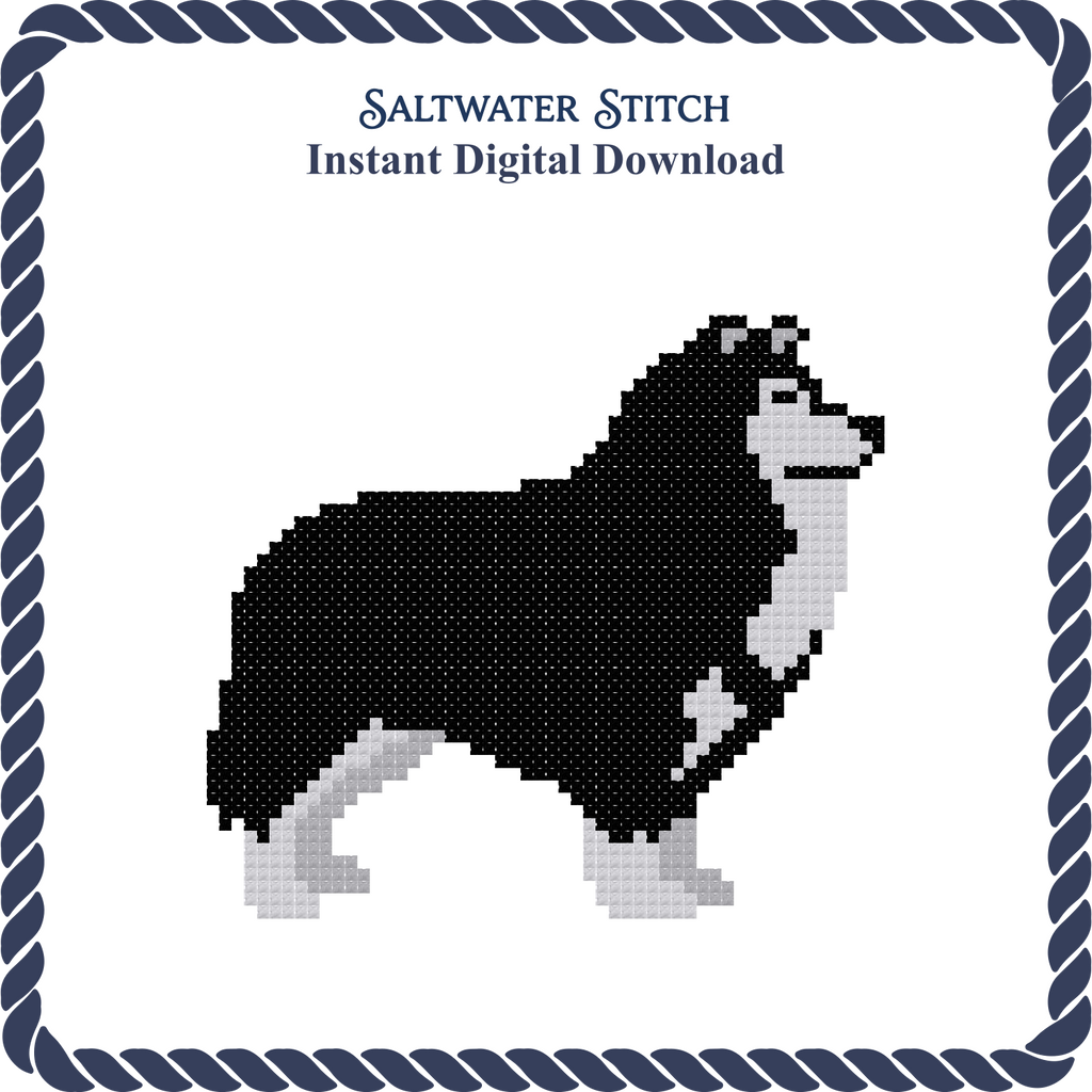 Collie Dog