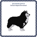 Collie Dog