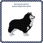 Collie Dog