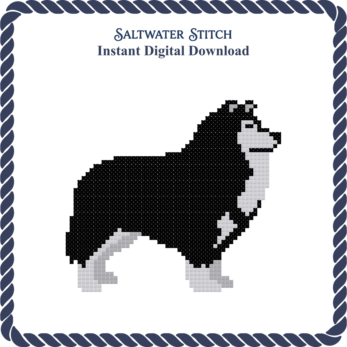 Collie Dog