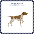 German Shorthaired Pointer