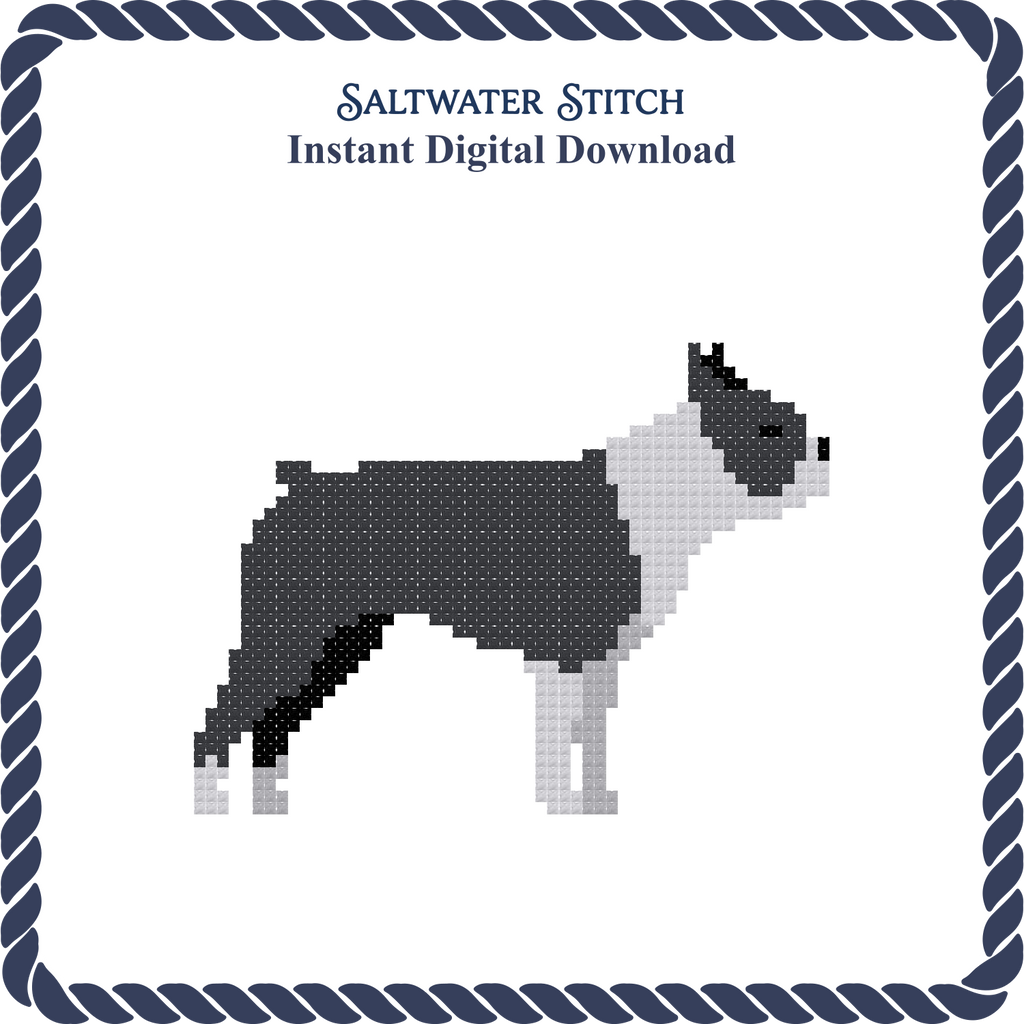 Boston Terrier Dog