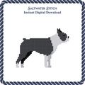 Boston Terrier Dog