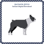Boston Terrier Dog