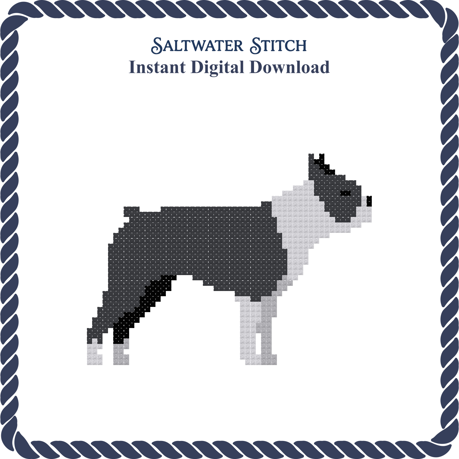 Boston Terrier Dog
