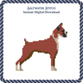 Boxer Dog