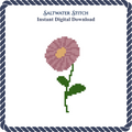 Aster