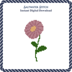 Aster