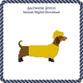 Dachshund in Yellow Jacket