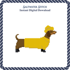 Dachshund in Yellow Jacket