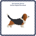 Basset Hound