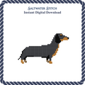 Dachshund Dog